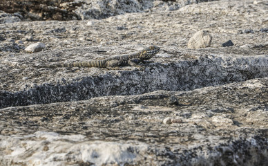 Reptile on stone