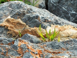 Plant grow up on stone.