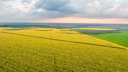 Field of sunflowers at sunset, aerial photography.