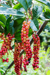 Thai blueberry on tree
