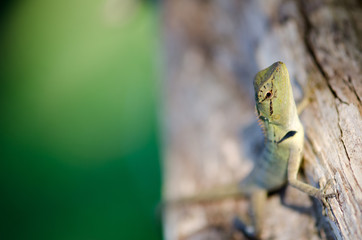 .One warm morning sun Thailand lizard on a branch happily. The b
