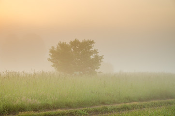 Fototapeta na wymiar thick morning fog in the summer forest.
