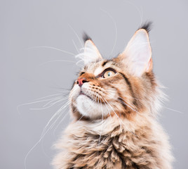 Portrait of domestic black tabby Maine Coon kitten - 5 months old. Close-up studio photo of funny striped kitty looking up. Beautiful young cat on grey background.
