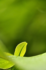 macro close up newborn green leaves in natural