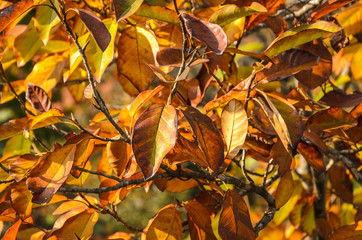 background of dry autumn leaves