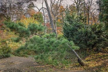 mixed autumn forest deciduous, coniferous