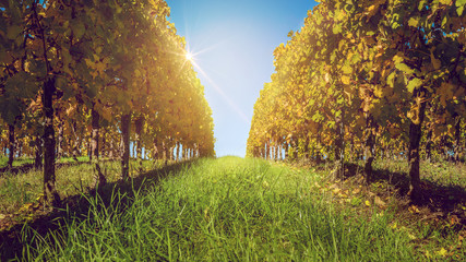 Weinreben im Herbst nach der Weinlese