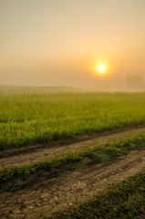 thick morning fog in the summer forest.