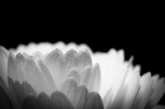 Fototapeta Black And White Abstract Of Flower Petals