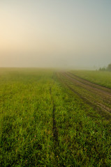 thick morning fog in the summer forest.