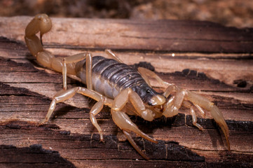 Scorpion On A Piece Of Wood