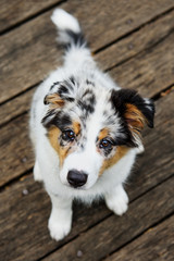 Cute puppy look © johny87