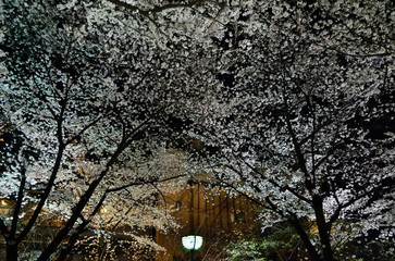 cherry blossom night face, Kyoto Japan.  夜桜 　京都