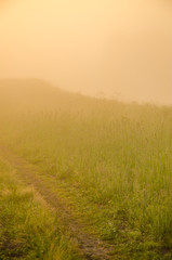 Fototapeta na wymiar thick morning fog in the summer forest.