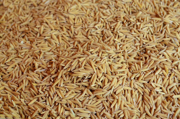 Golden paddy rice