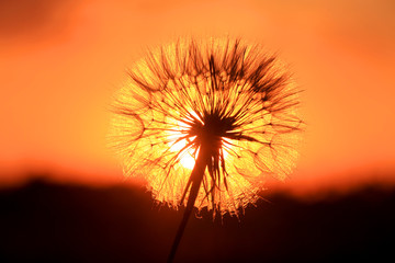 Nice dandelion on sunset background
