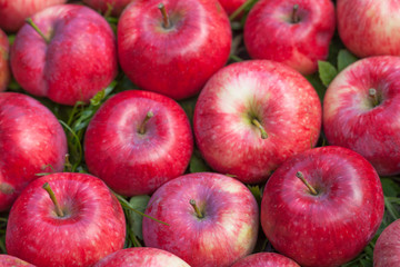 A lot of red apples on the grass