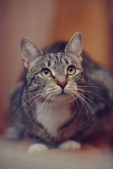 Striped cat with green eyes