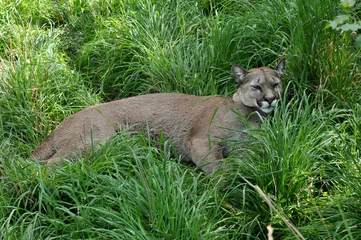 Papier Peint photo Lavable Puma Cougar canadien dans l& 39 herbe
