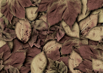 Carpet of brown autumn leaves in close up