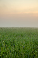 thick morning fog in the summer forest