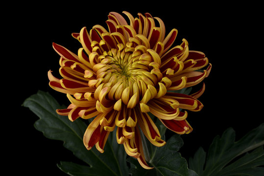 Studio close up of chrysanthemum