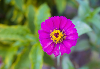 Flower beautiful,  background flower, sun flower, flower of thailand, Flower Doitung, flower on garden, flower closeup.