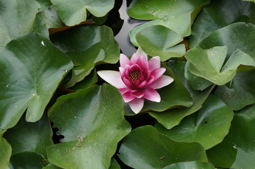 Waterlily in the Crimean botanical garden.