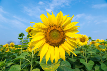 Sunflower field at clear blue sky