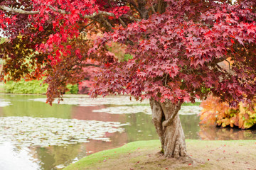 Naklejka premium Autumn in the woods background, selective focus; Japanese maple tree with the lake on the back