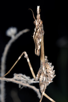 Empusa Pennata Insect / Empusa pennata insect mantiss close up. Black background.
