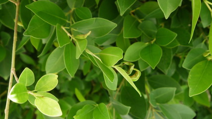 Fototapeta na wymiar Lemon tree leaves close up