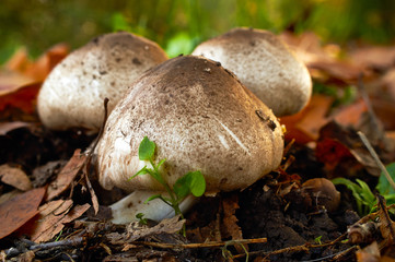 Funghi bianchi su tappeto di foglie autunnali