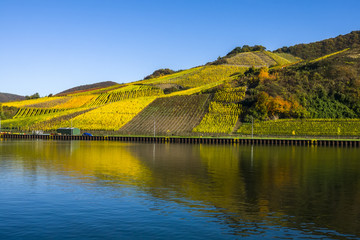 Weinanbaugebiet an der Mosel  im goldenen Herbst