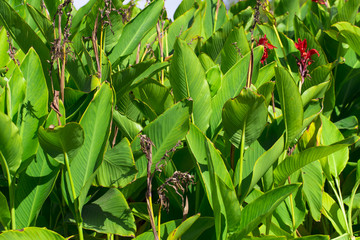 Green striped canna plant.