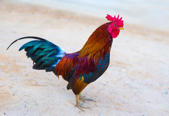 The Red chicken, beautiful chicken, chicken thailand asia.