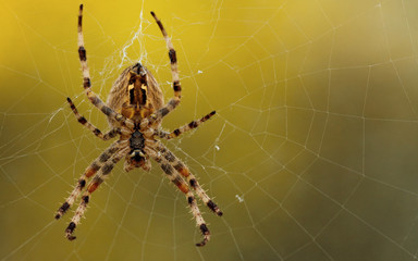 Gartenkreuzspinne (Araneus Diadematus, fem.)