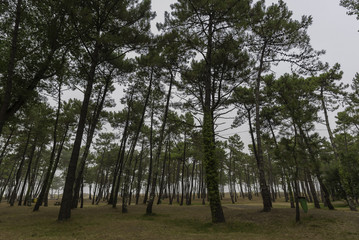 Obraz premium Pinar en Orgtigueira (La Coruña, España).