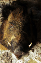 Sus scrofa Divlja svinja Վարազ Vaddisznó Dzik euroazjatycki Sanglier Cinghiale Wild boar Wildschwein Prase divoké  Jabalí Кабан     © Comugnero Silvana