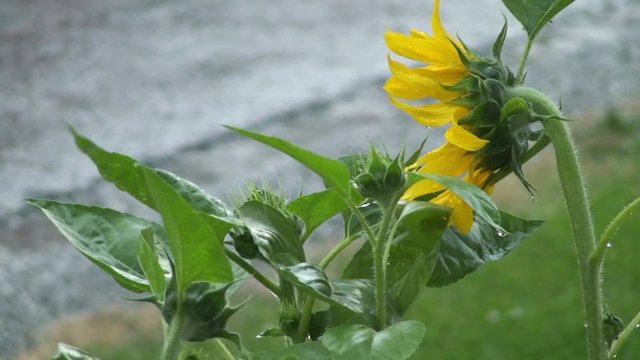 Die Sonnenblume trotzt dem starken Regen