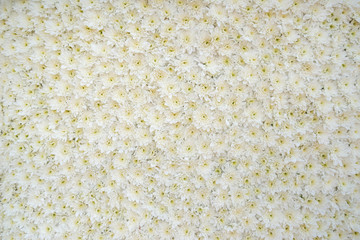 white daisy as background or texture outdoor