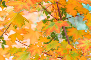 Colorful red, orange, green and yellow matples on a tree. Autumn background with copy space. Natural beautiful backdrop