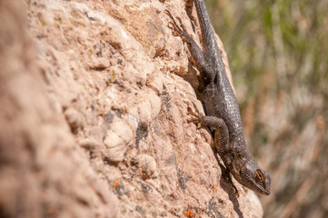 Desert Lizard Sunning Itself On A Rock