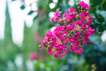 Branch of Japanese lilac (Syringa Japonica) in the garden. Pink flowers.Natural spring  floral background