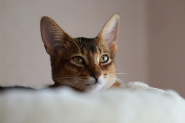 Abyssinian