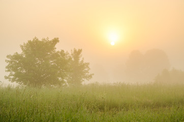 Fototapeta na wymiar thick morning fog in the summer forest
