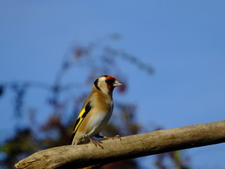 Goldfinch On Branch
