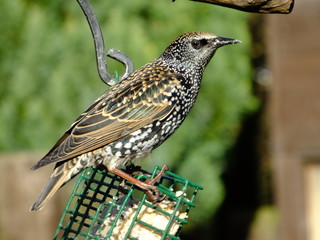 Starling On Cage Feeder