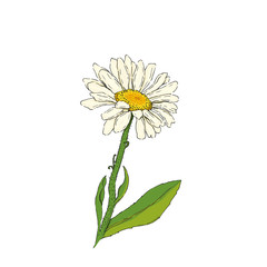 Daisy flower vector illustration