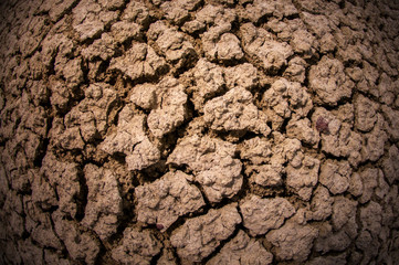 Dry Cracked Dirt